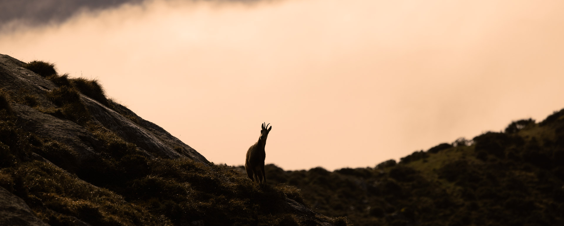 hunting adventure cantabrian chamois hunts