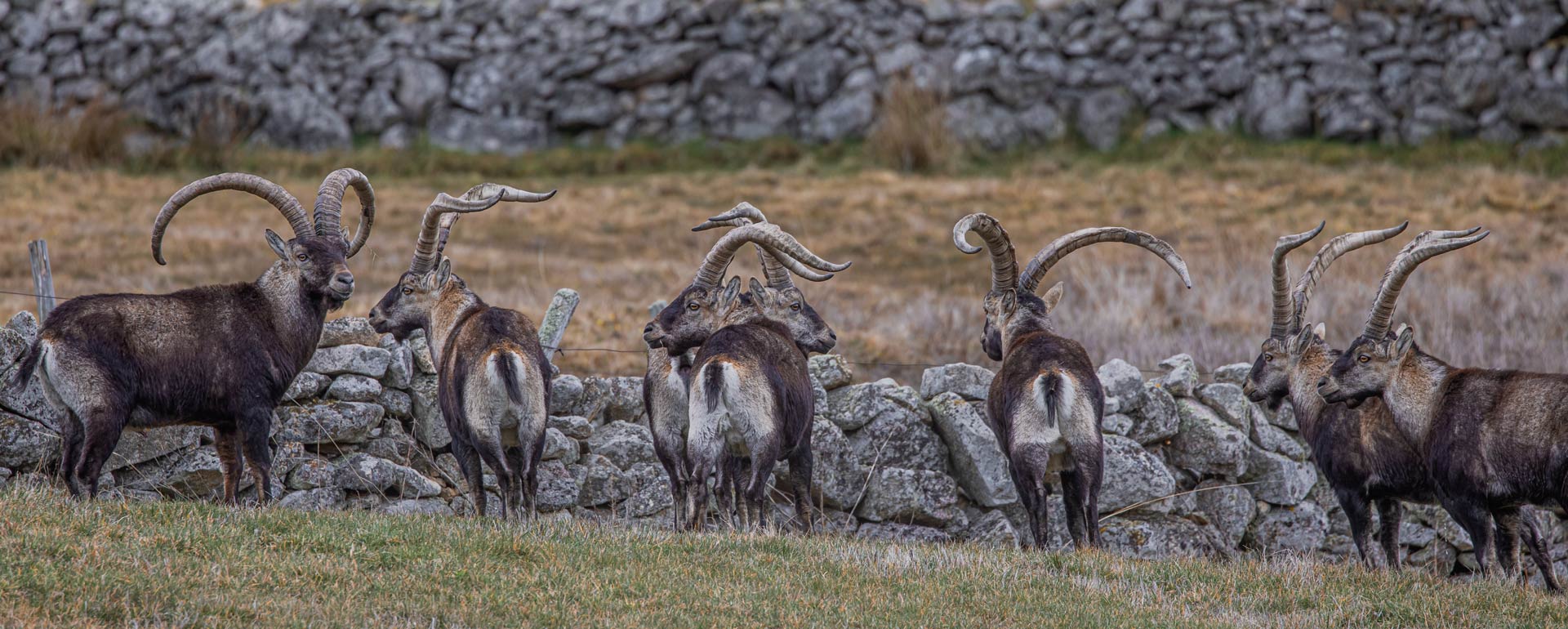 hunting experience hunting gredos ibex in spain