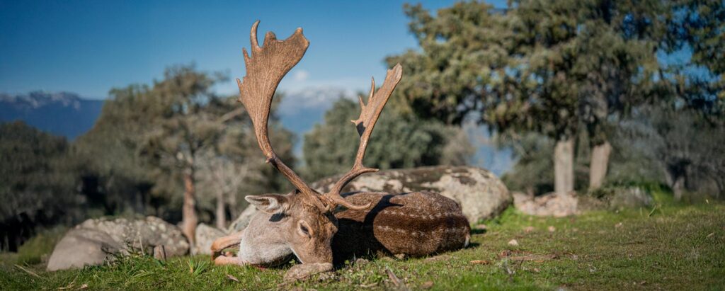 Fallow deer hunt in Spain 2 hunting fallow deer hunting trip in spain