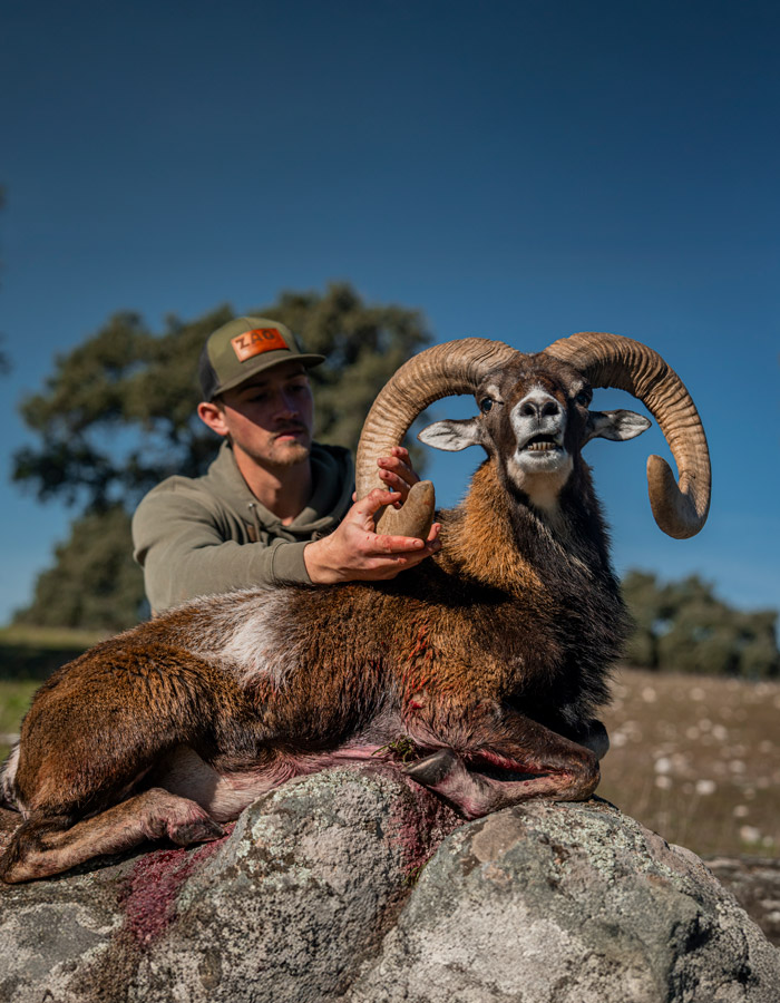 price hunting mouflon in spain