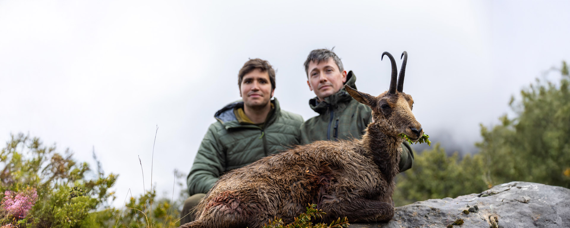 pyrenean chamois hunting