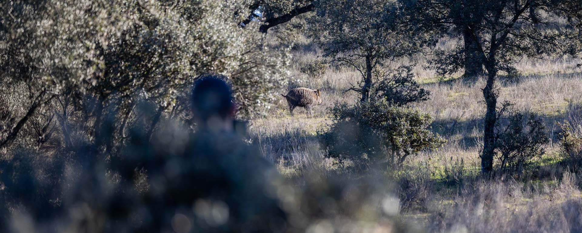 Cacería de jabalí: Persigue al animal más esquivo de España