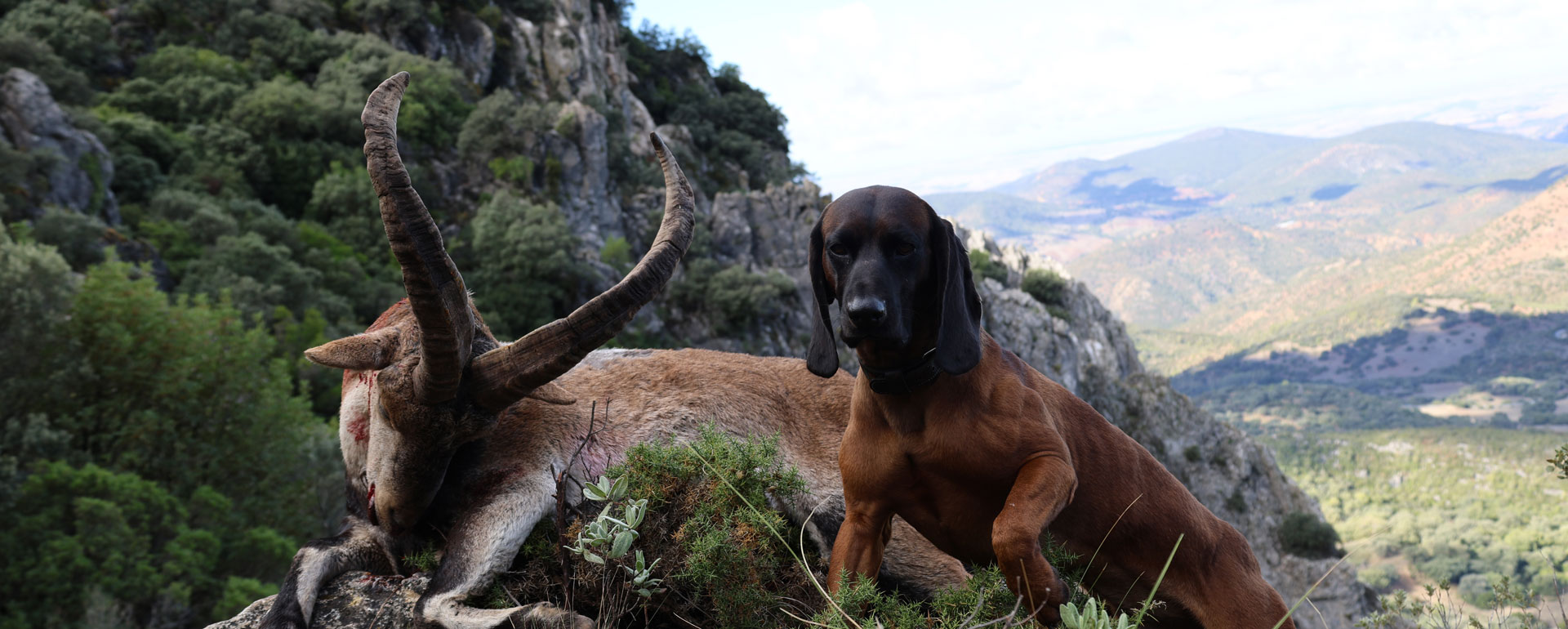 hunting experience ibex grand slam hunting ronda ibex