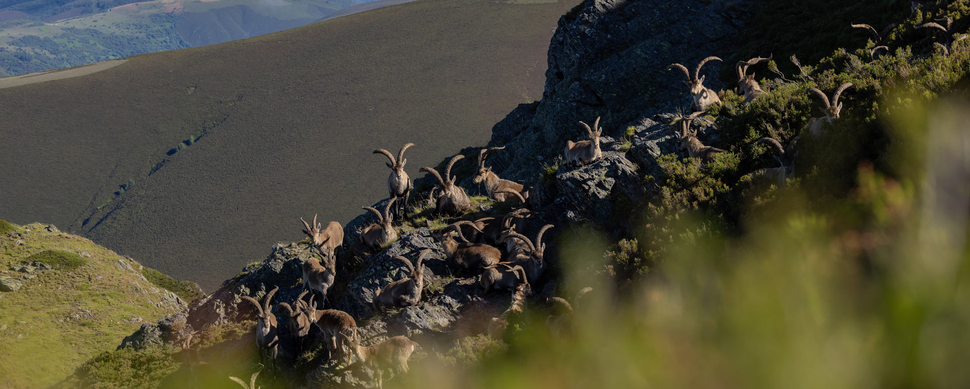 Ibex slam