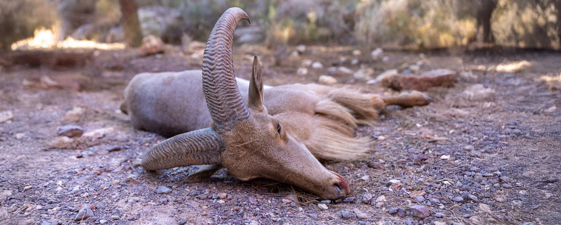 Barbary Sheep Hunt: Target the Legendary Desert sheep