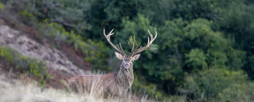 sci deer scoring