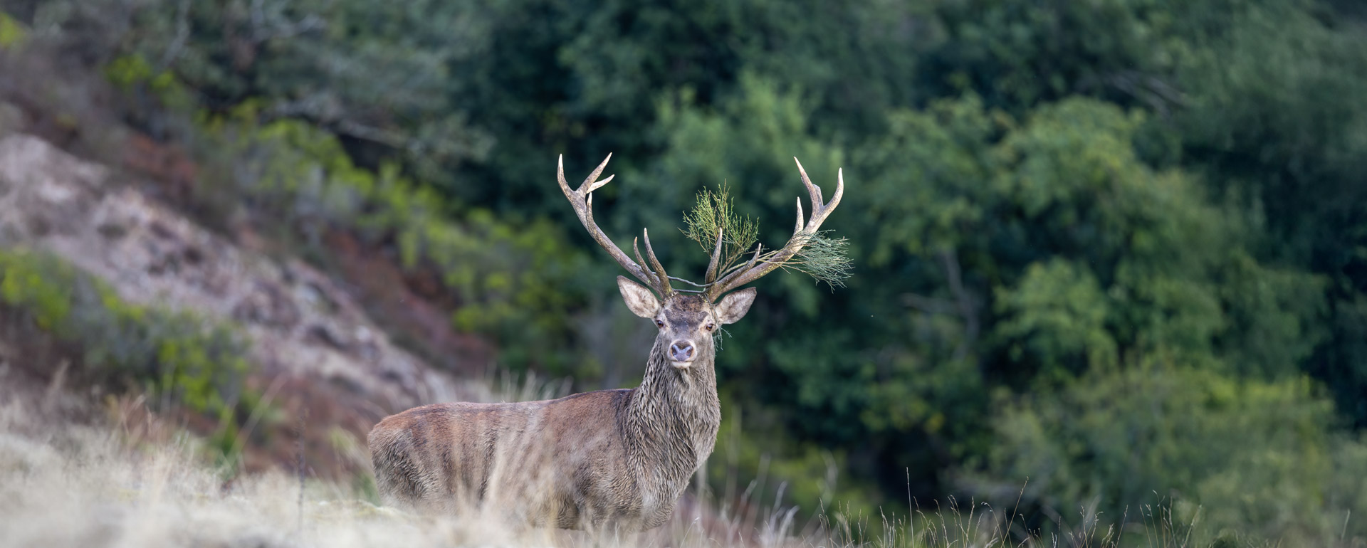 sci deer scoring