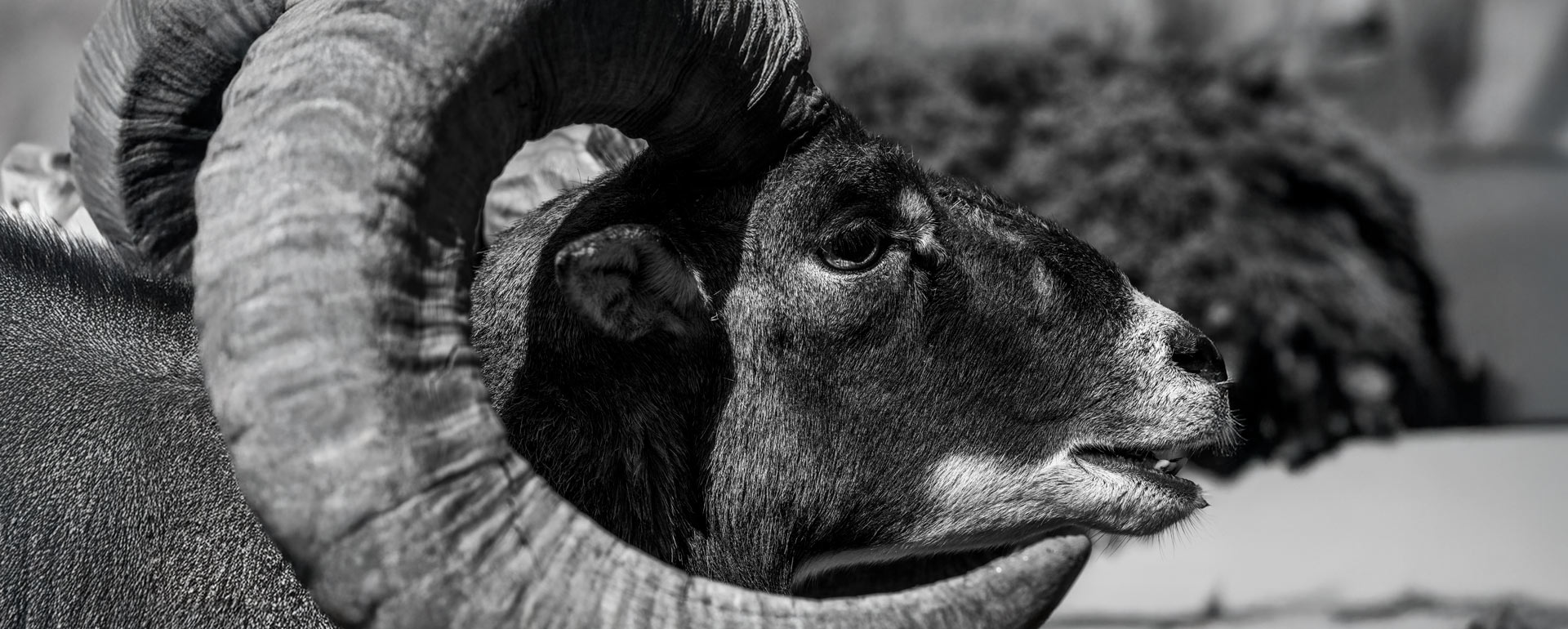 sci mouflon sheep scoring