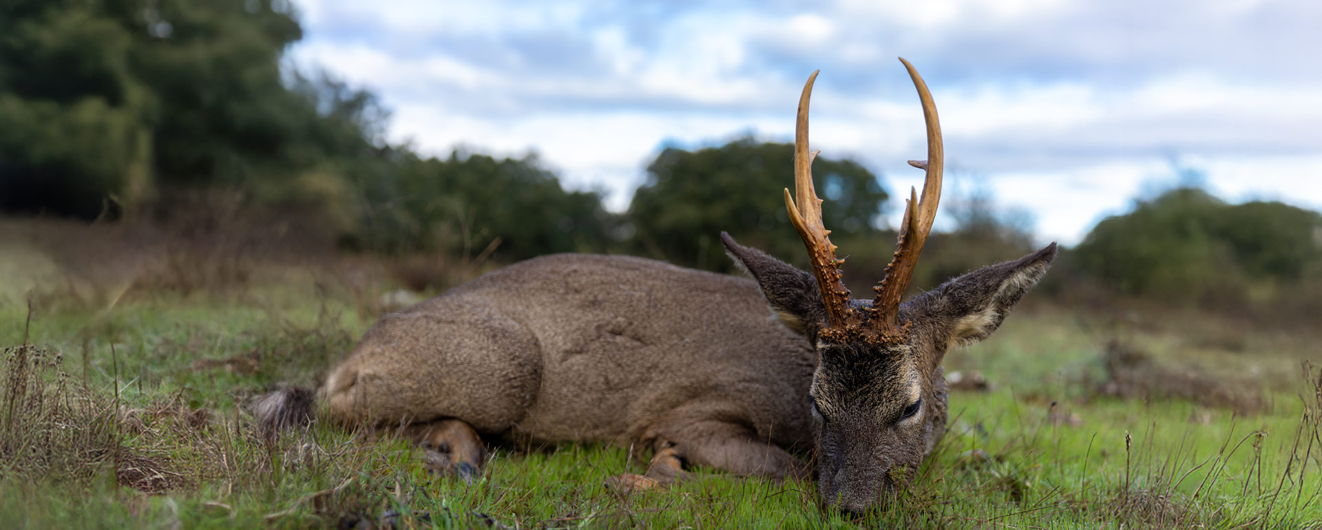 sci roe deer scoring