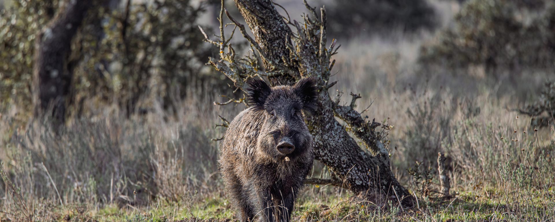 sci wild boar scoring