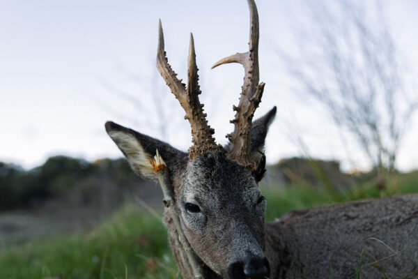 hunting adventure in spain