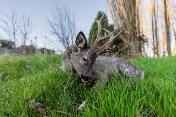 hunting experience in spain