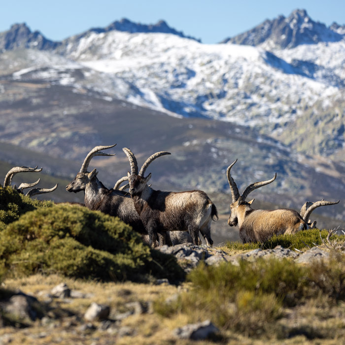 Christmas Gift Ideas for a Hunter 1 christmas gift ideas