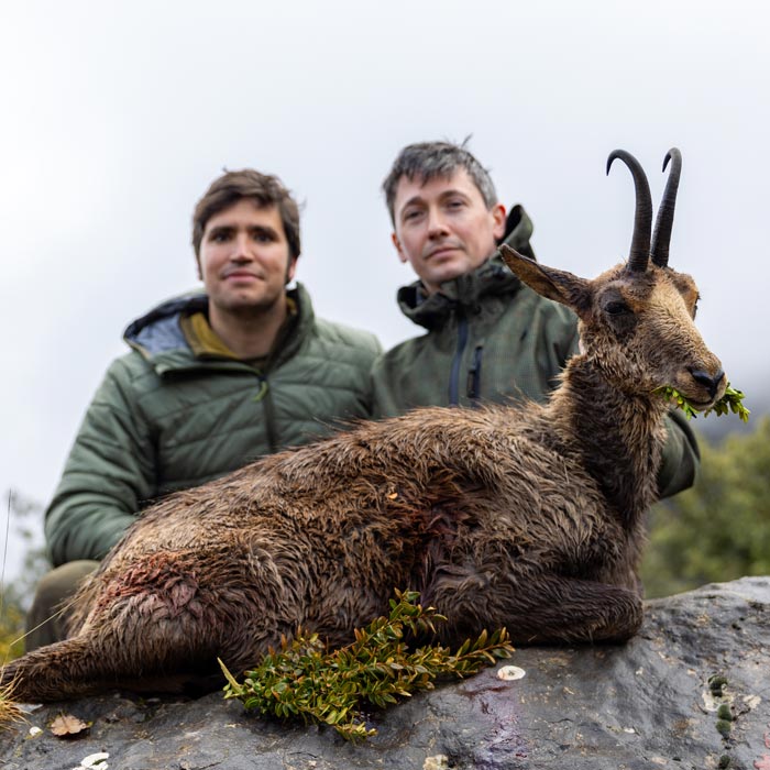 hunting in spain pyrenean chamois