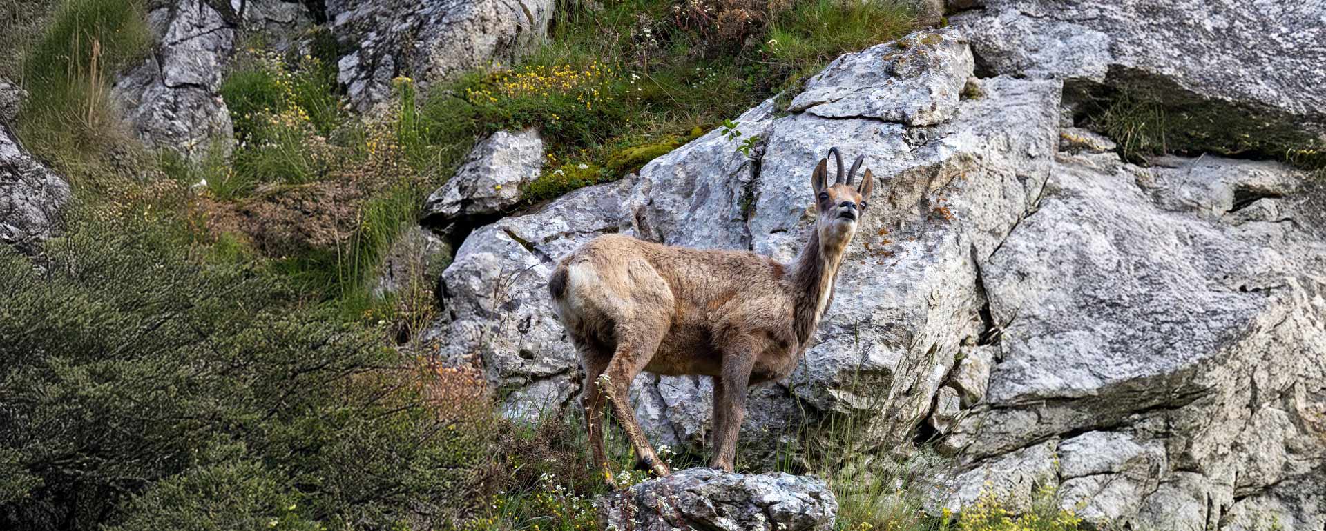 Pyrenean Chamois Hunt: John’s First Silver Medal