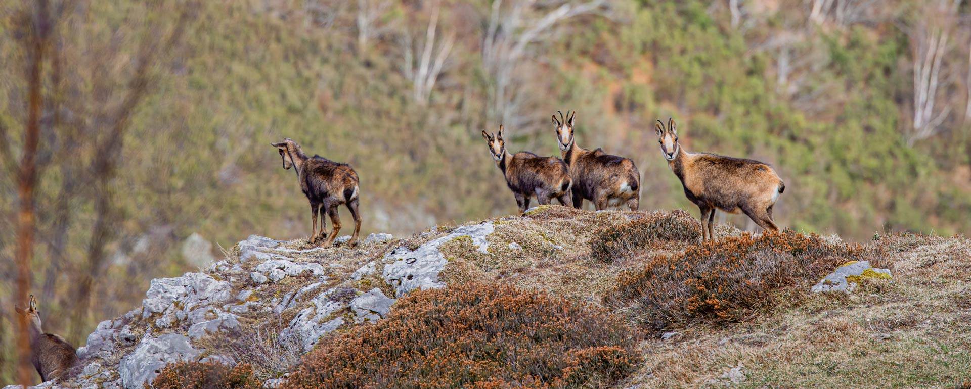 Cacería del Rebeco de los Pirineos: La primera medalla de plata de John