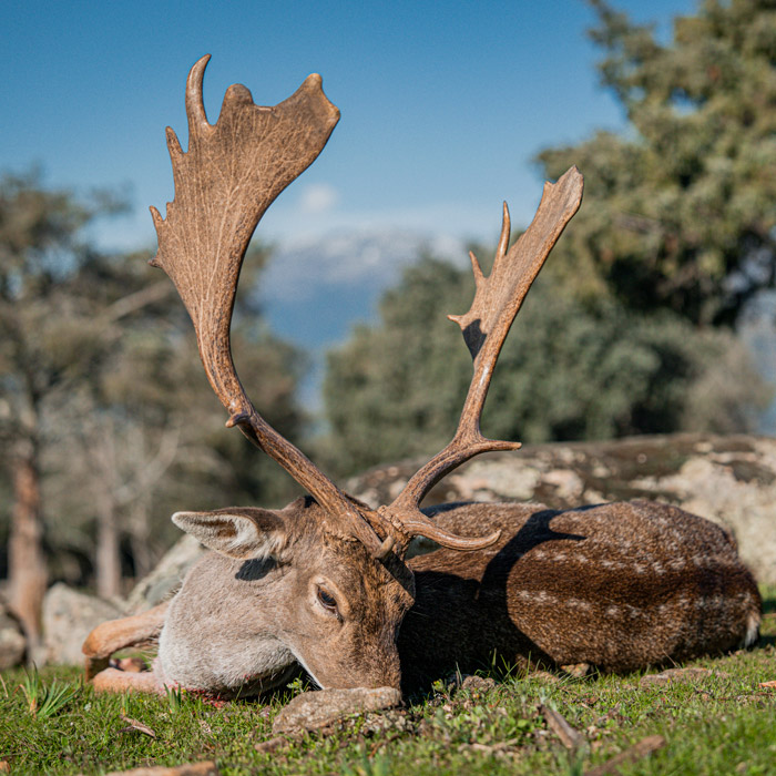 fallow deer hunts in spain