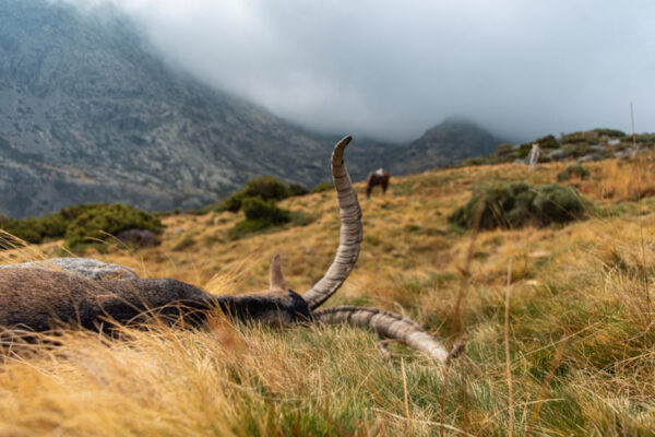 gold medal gredos ibex spain